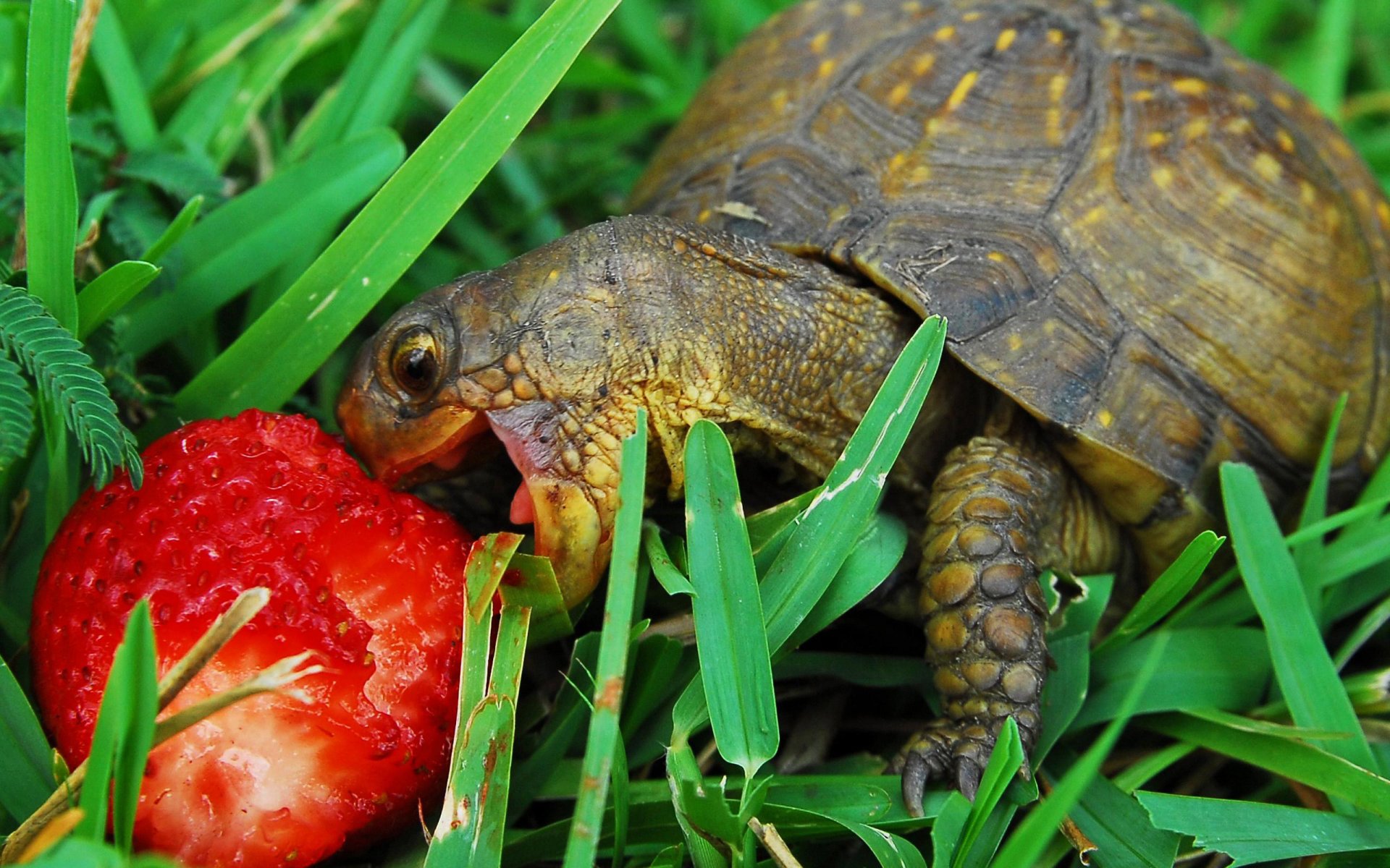 erdbeere schildkröte frühstück