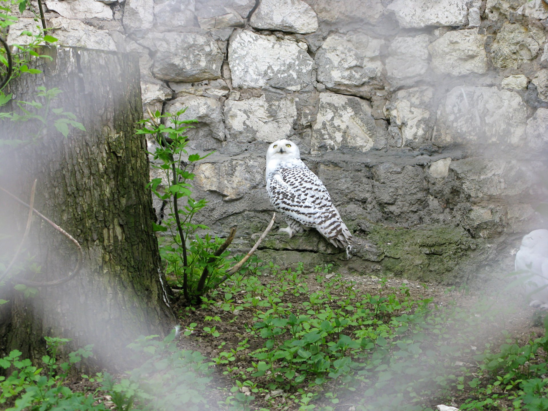 oiseaux hibou zoo