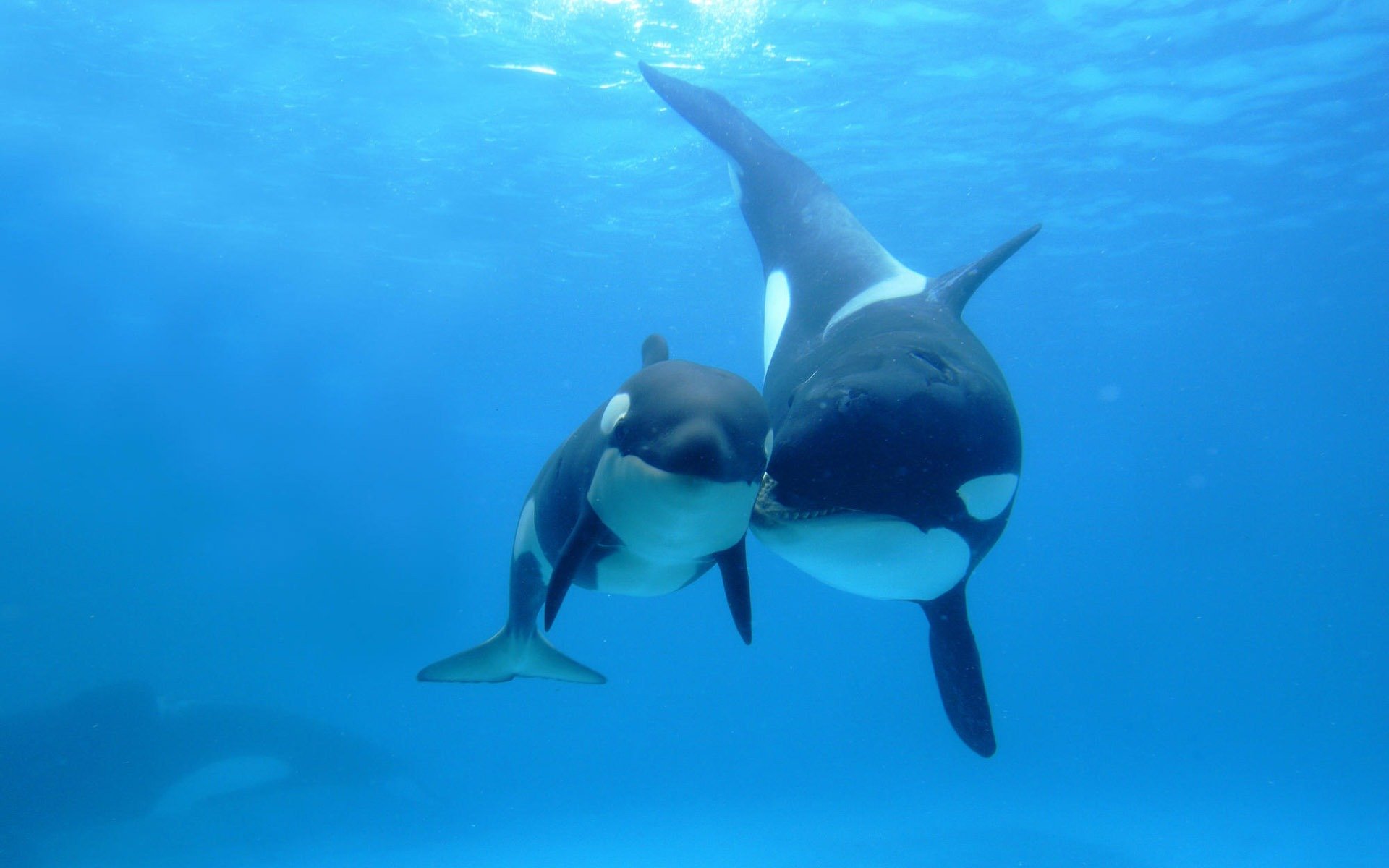 orcas océano dos mamá manchas