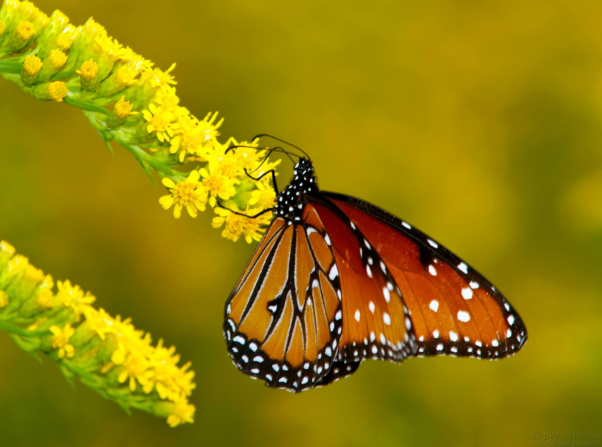 makro motyl wiecha gałąź kwiat