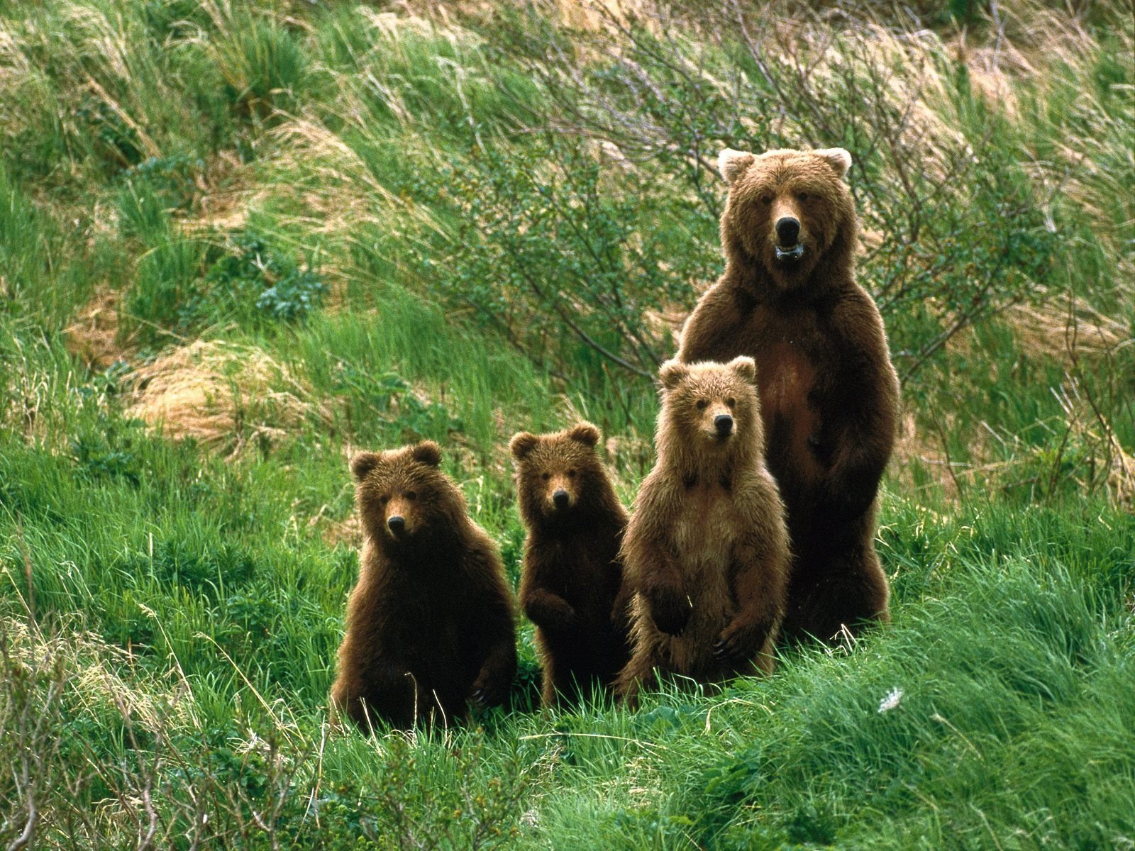 bears family nature