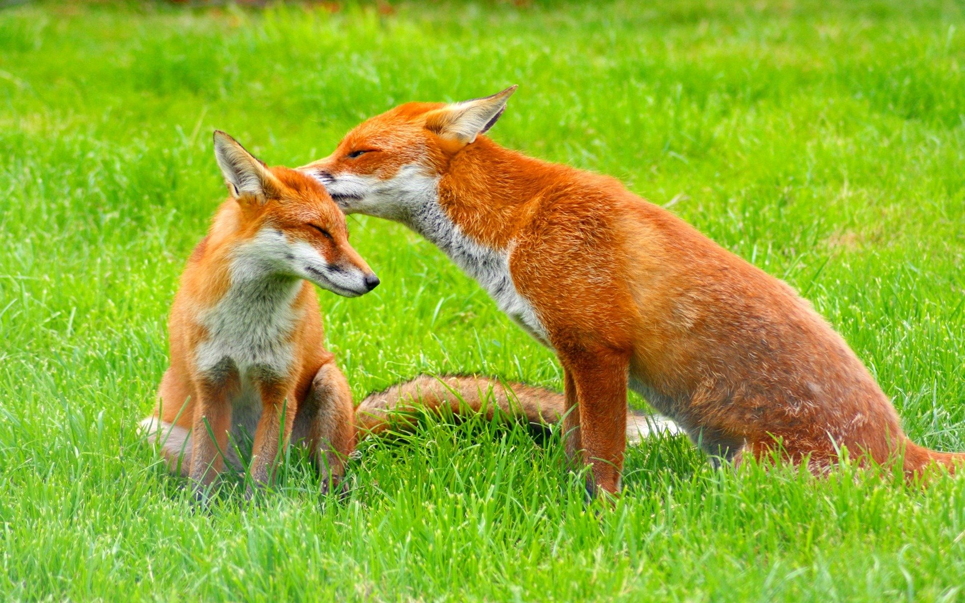 lichtung gras rotschopf fuchs paar