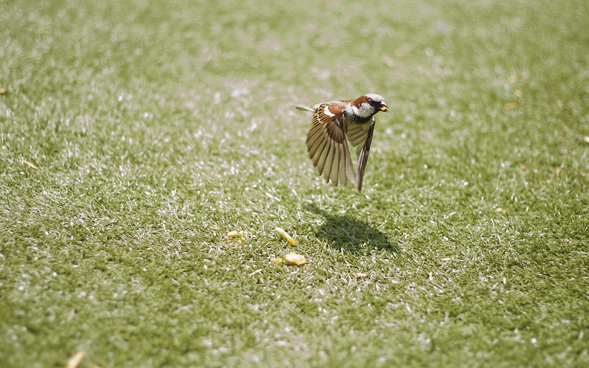 vogel vogel spatz fliegen bewegung flügel krümel gras bokeh