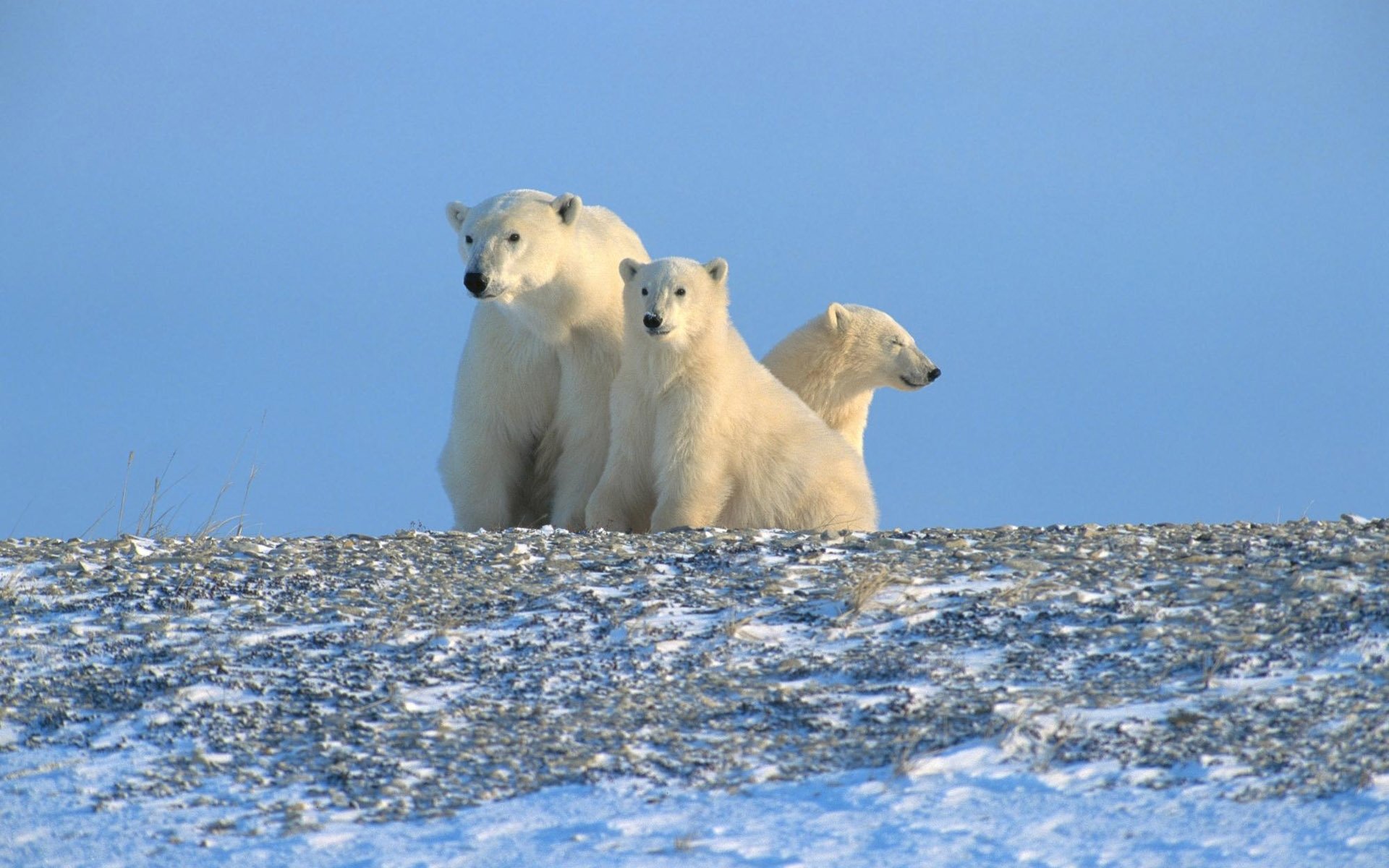 eisbären arktis norden