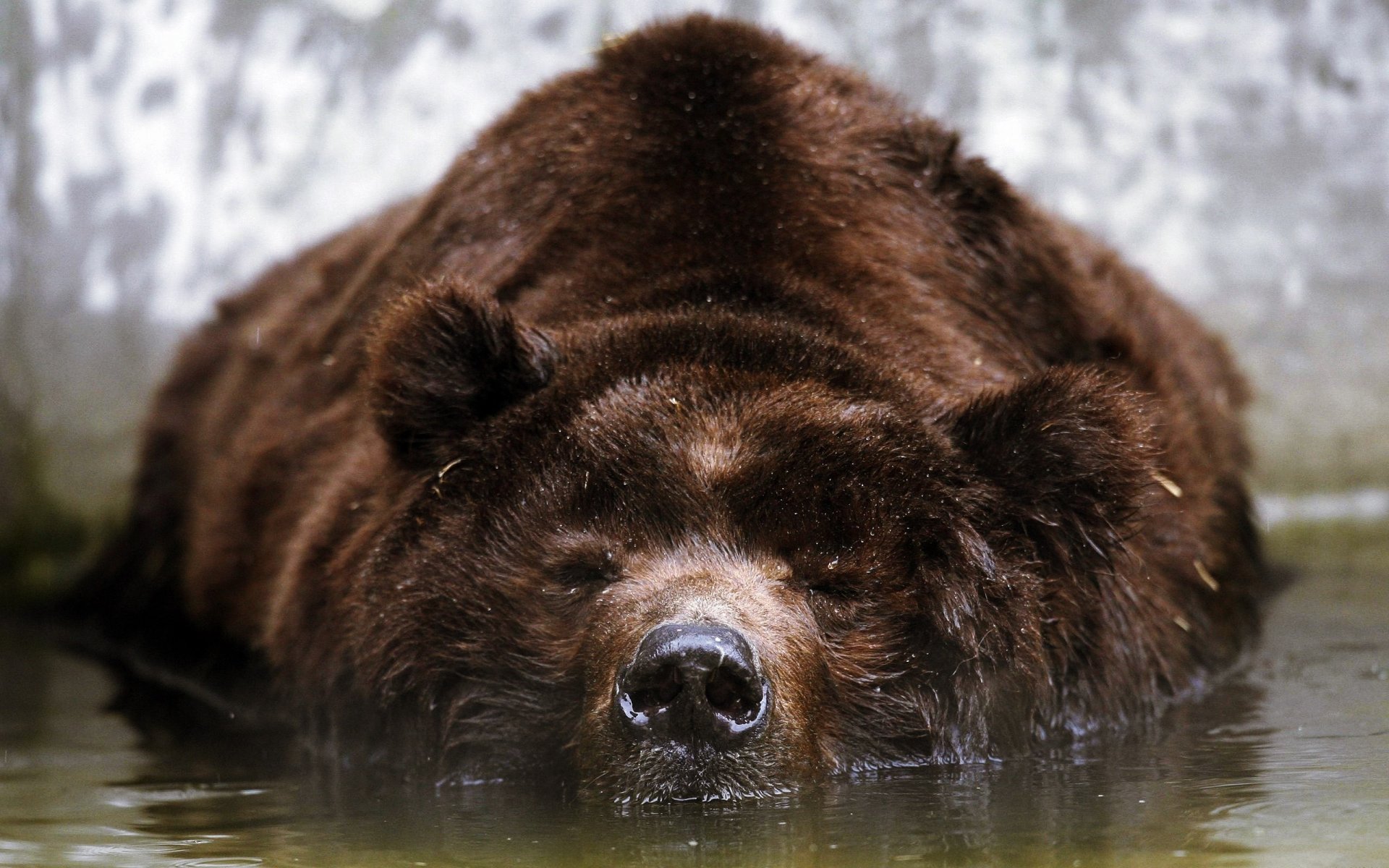 brown bear water sports face