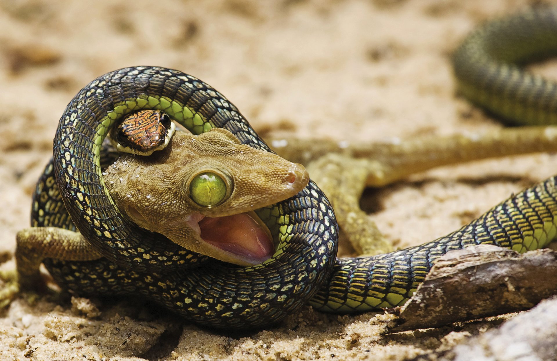 combat combat attaque serpent lézard situation