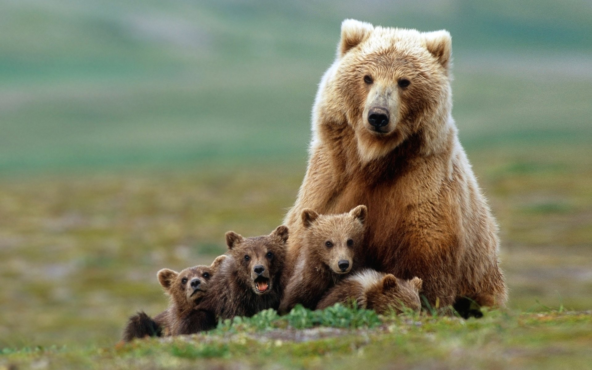 ours ourse oursons grizzly famille