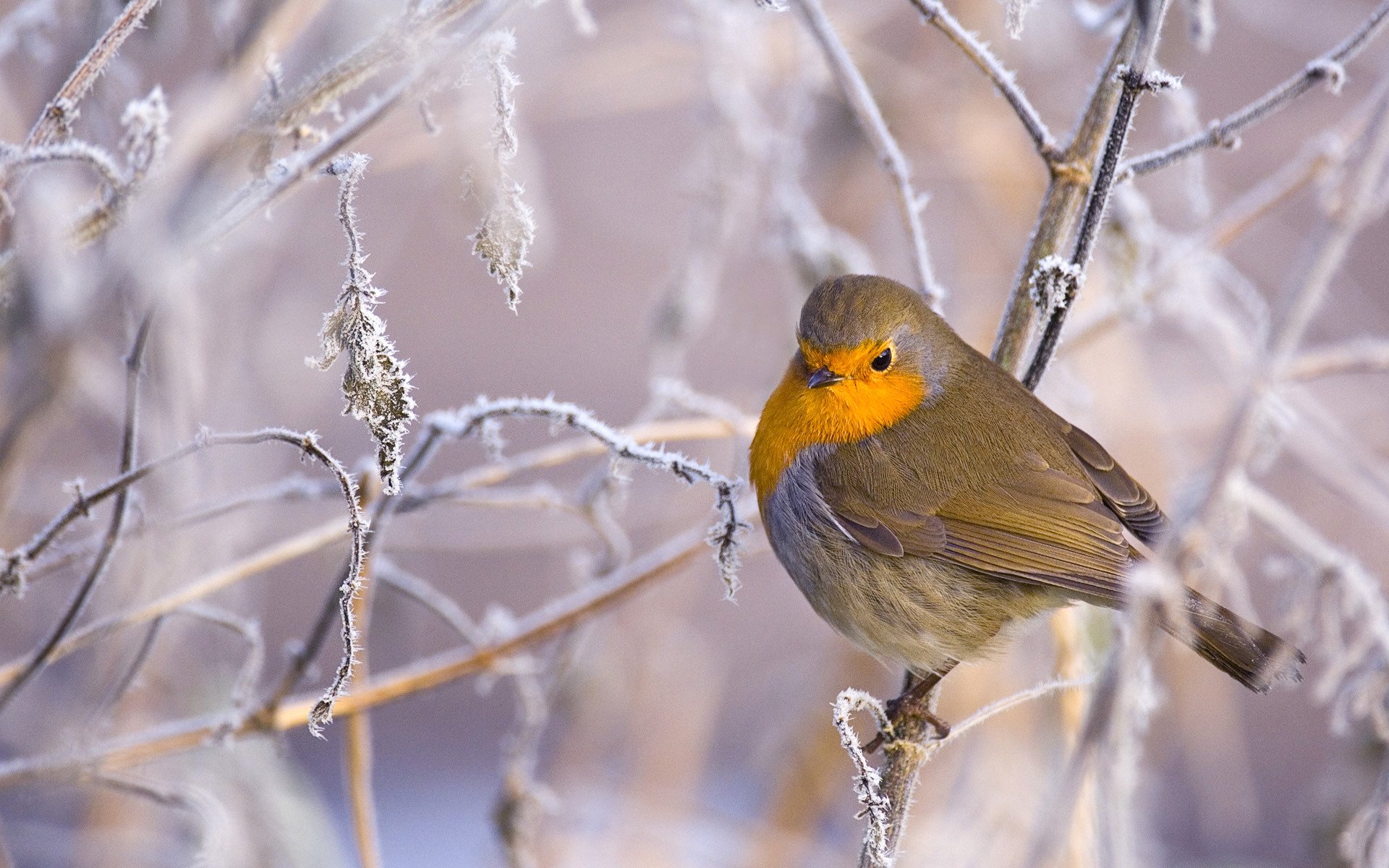 pájaro ramas invierno escarcha