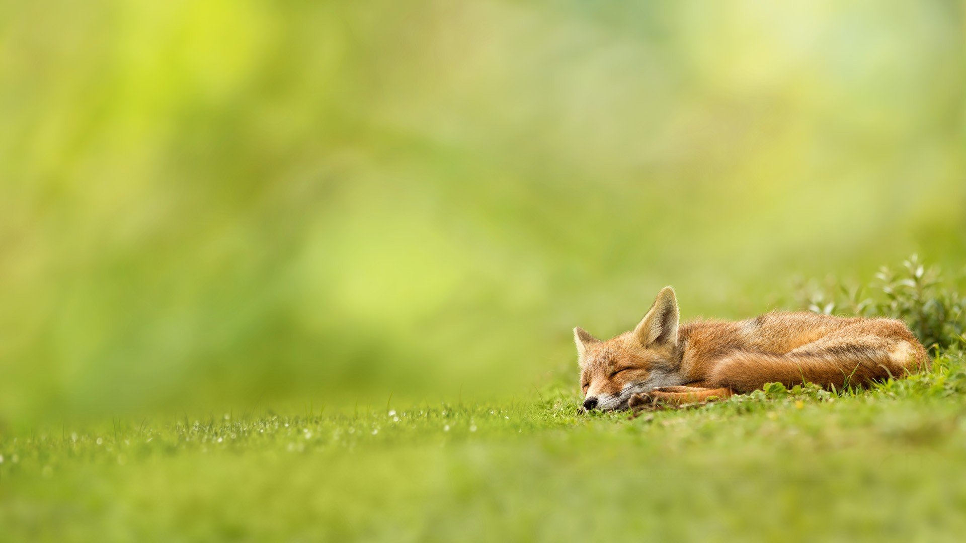 renard renard rousse herbe verdure dormir nature