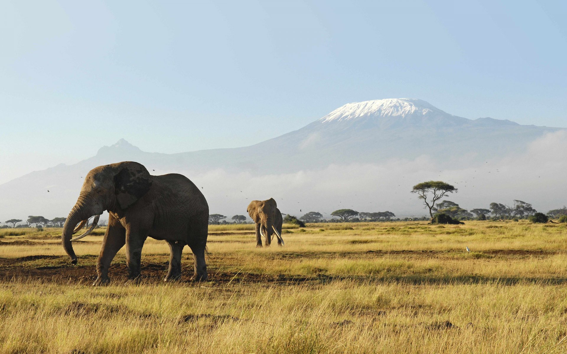 elefanten tiere afrika australien hitze gras berge morgen