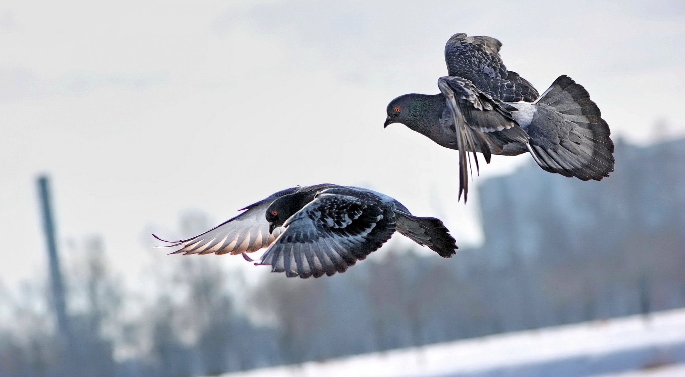 birds blue fly flight the pair town