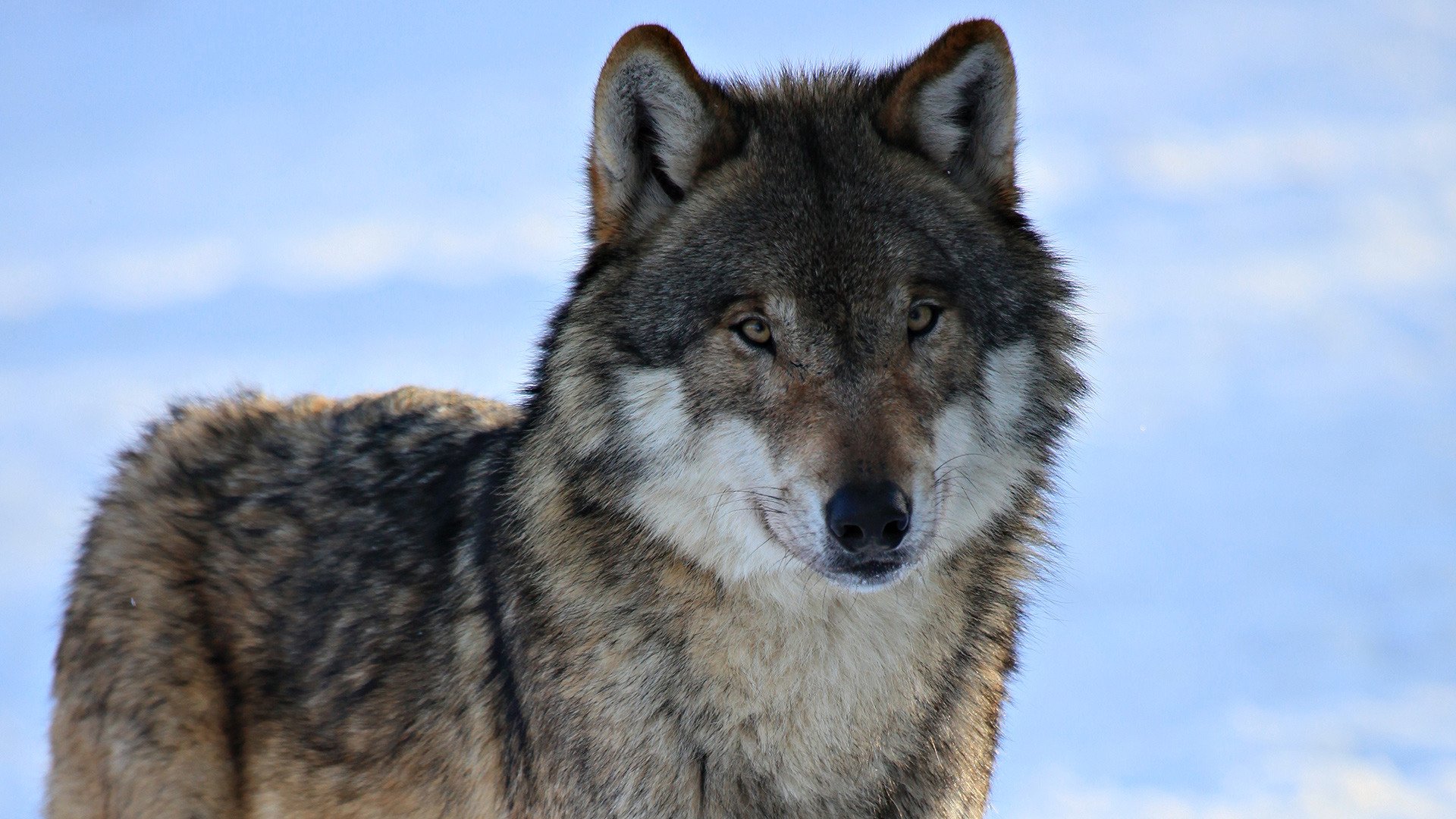 wolf blick schnee winter