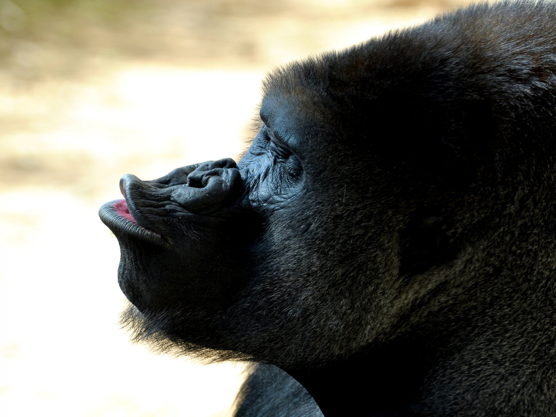 gorilla schnauze lippen