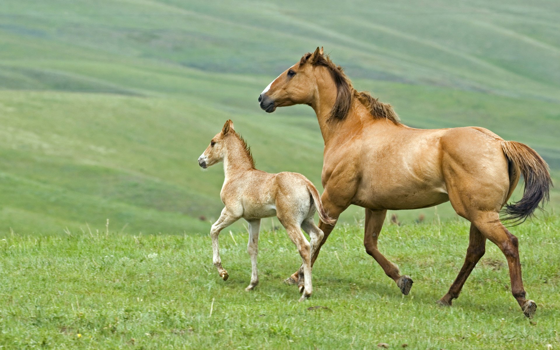 pferd fohlen gras