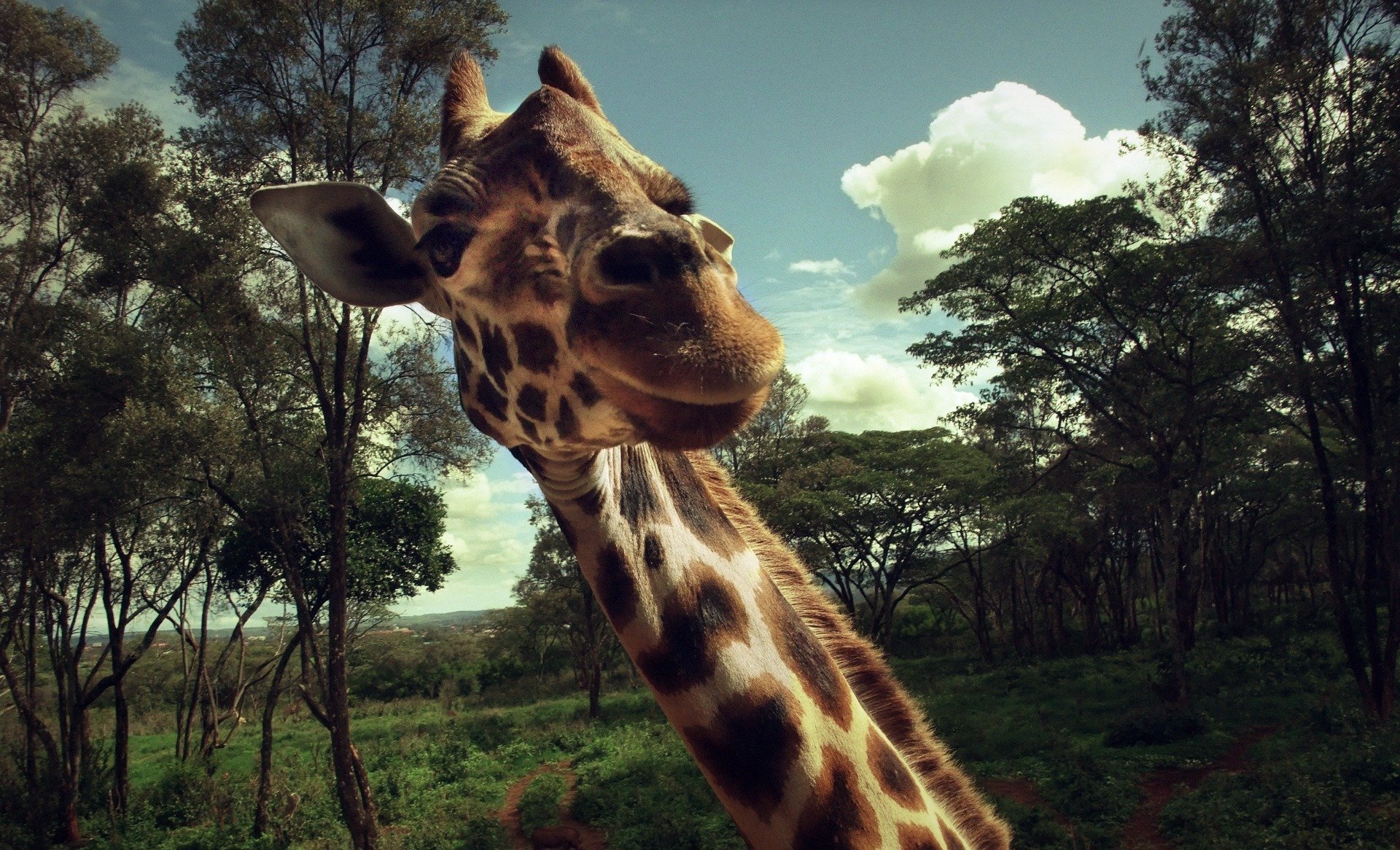 giraffe tier makro treffen überraschung hals freude