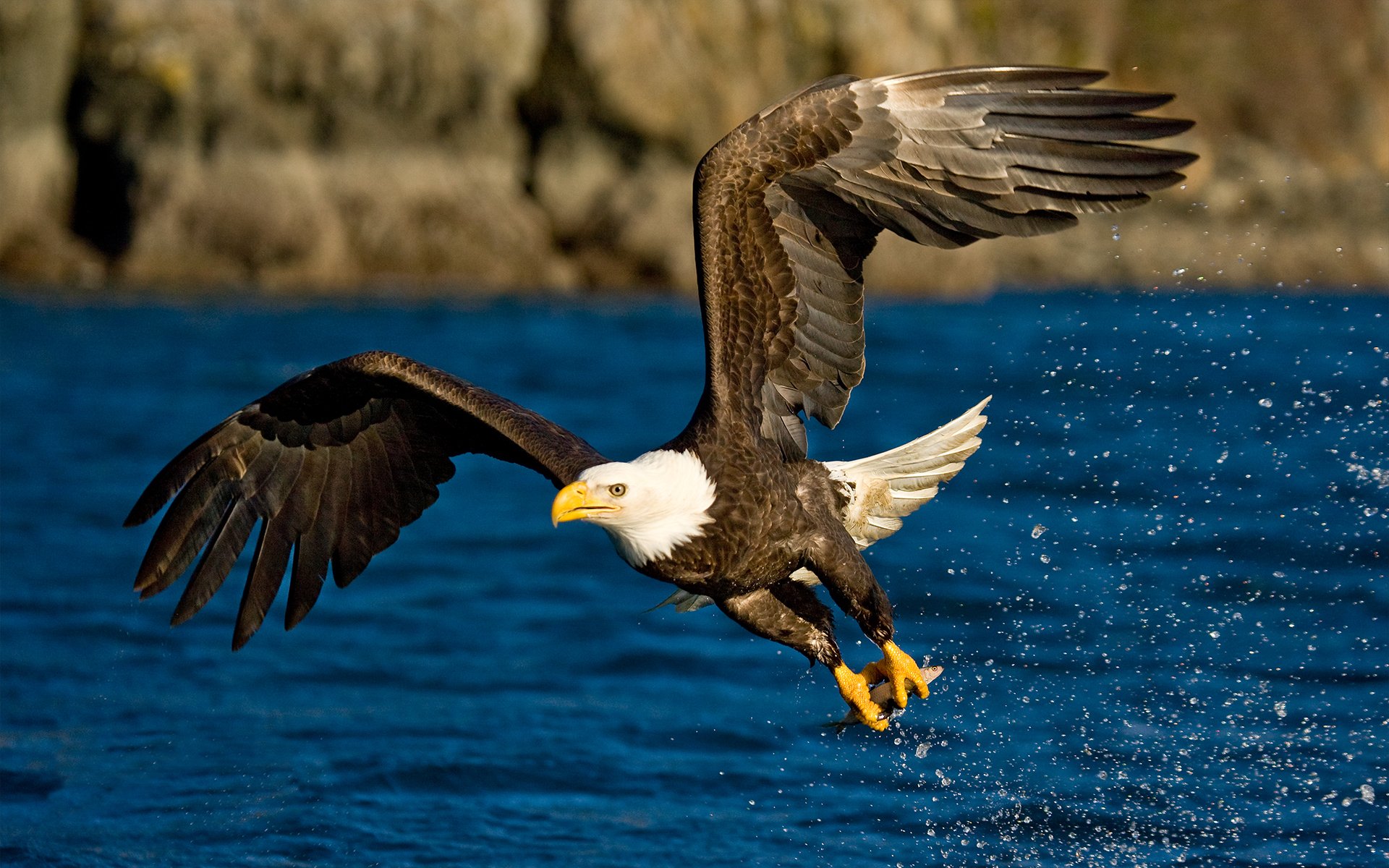 águila pájaro alas vuelo agua salpicaduras