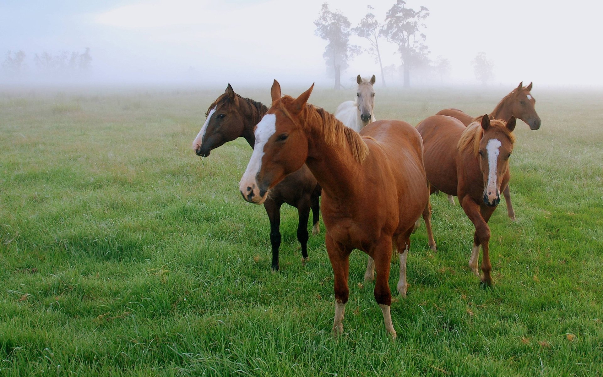 chevaux champ herbe matin brouillard