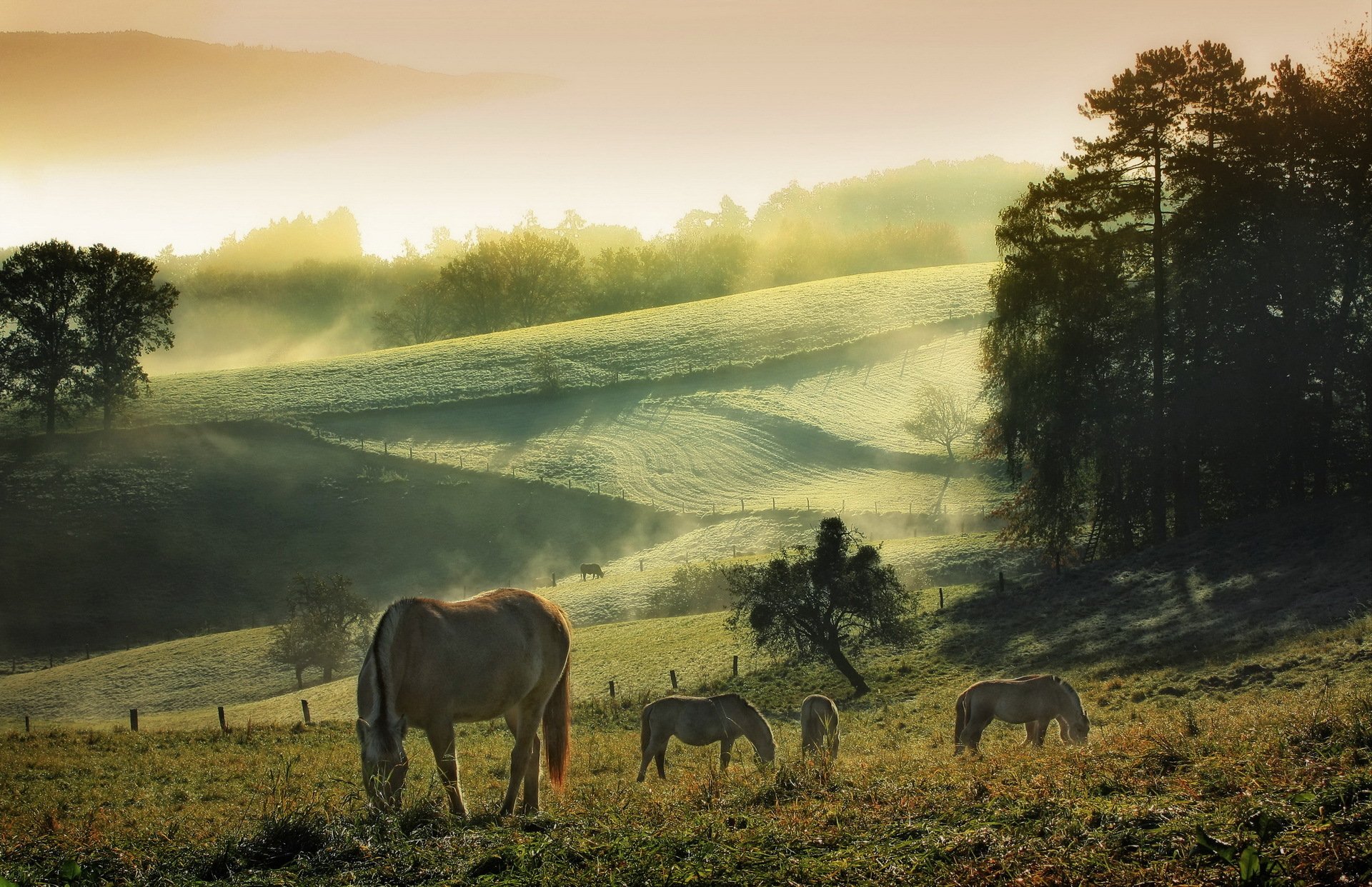 chevaux matin été nature brouillard ciel