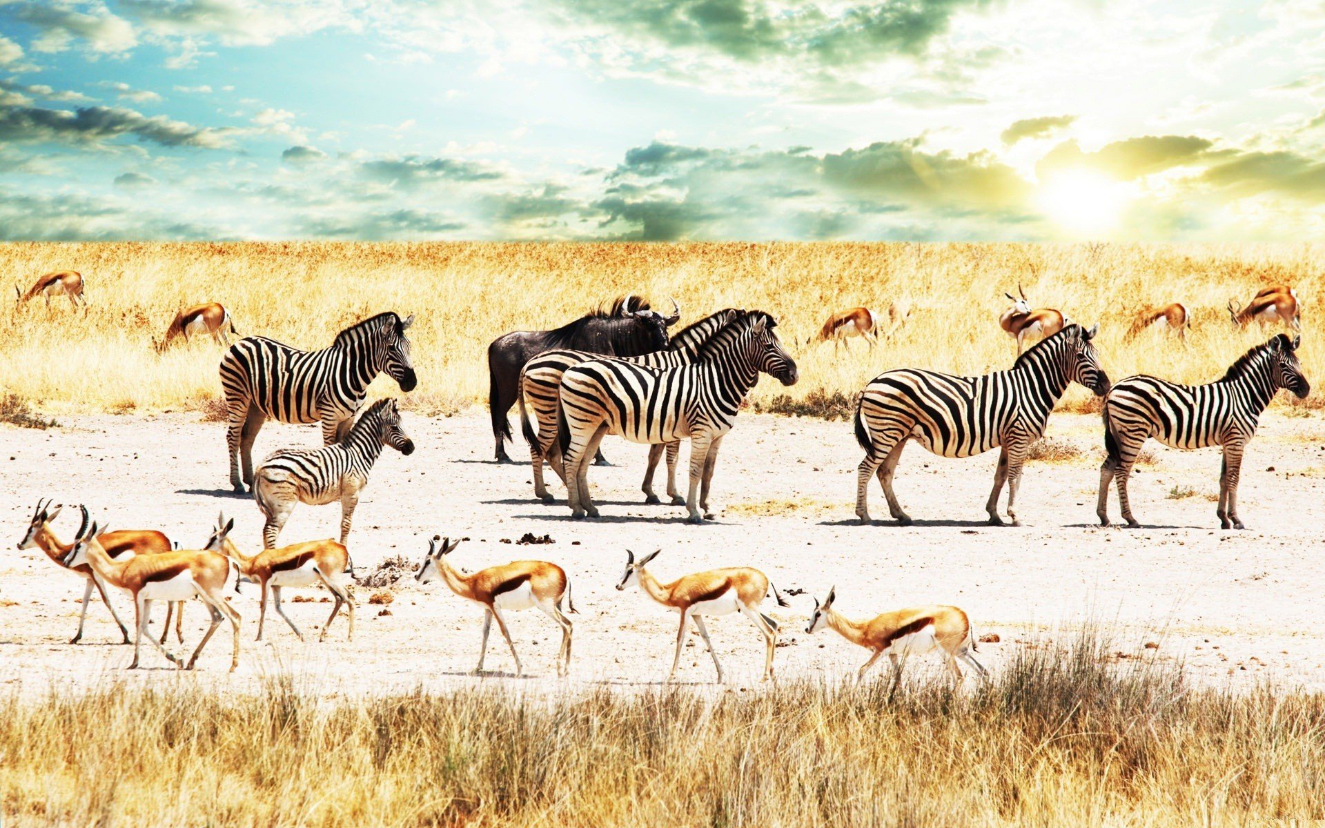 savanne zebras büffel antilopen himmel afrika