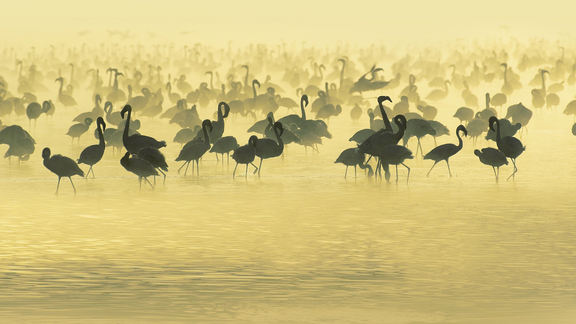 flamingo süden afrika vögel wasser fluss wasserstelle nebel abend beige