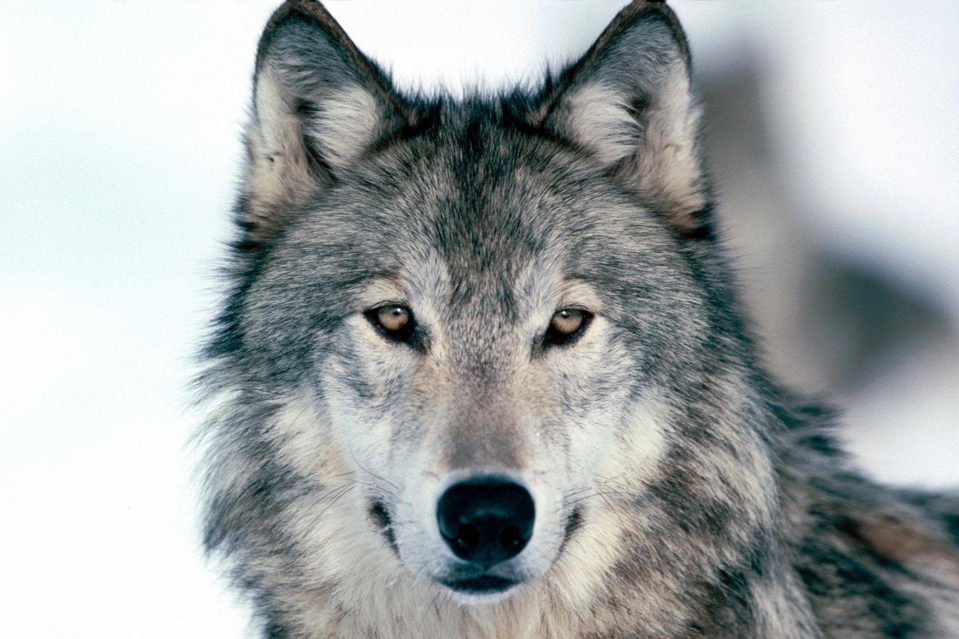 loup gris museau regard yeux