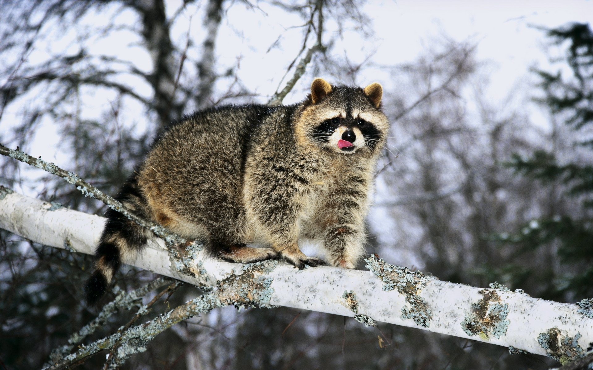 mapache árbol rama lengua invierno pelaje