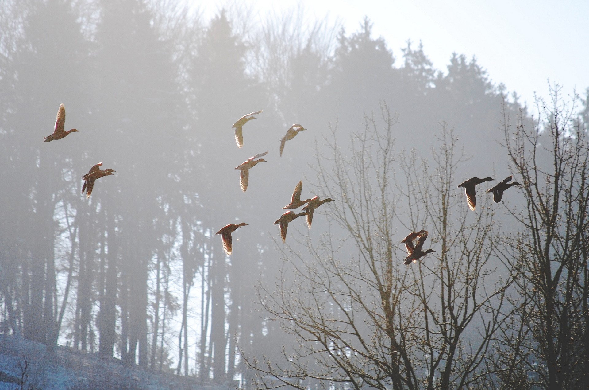 ptaki mgła poranek natura wiosna