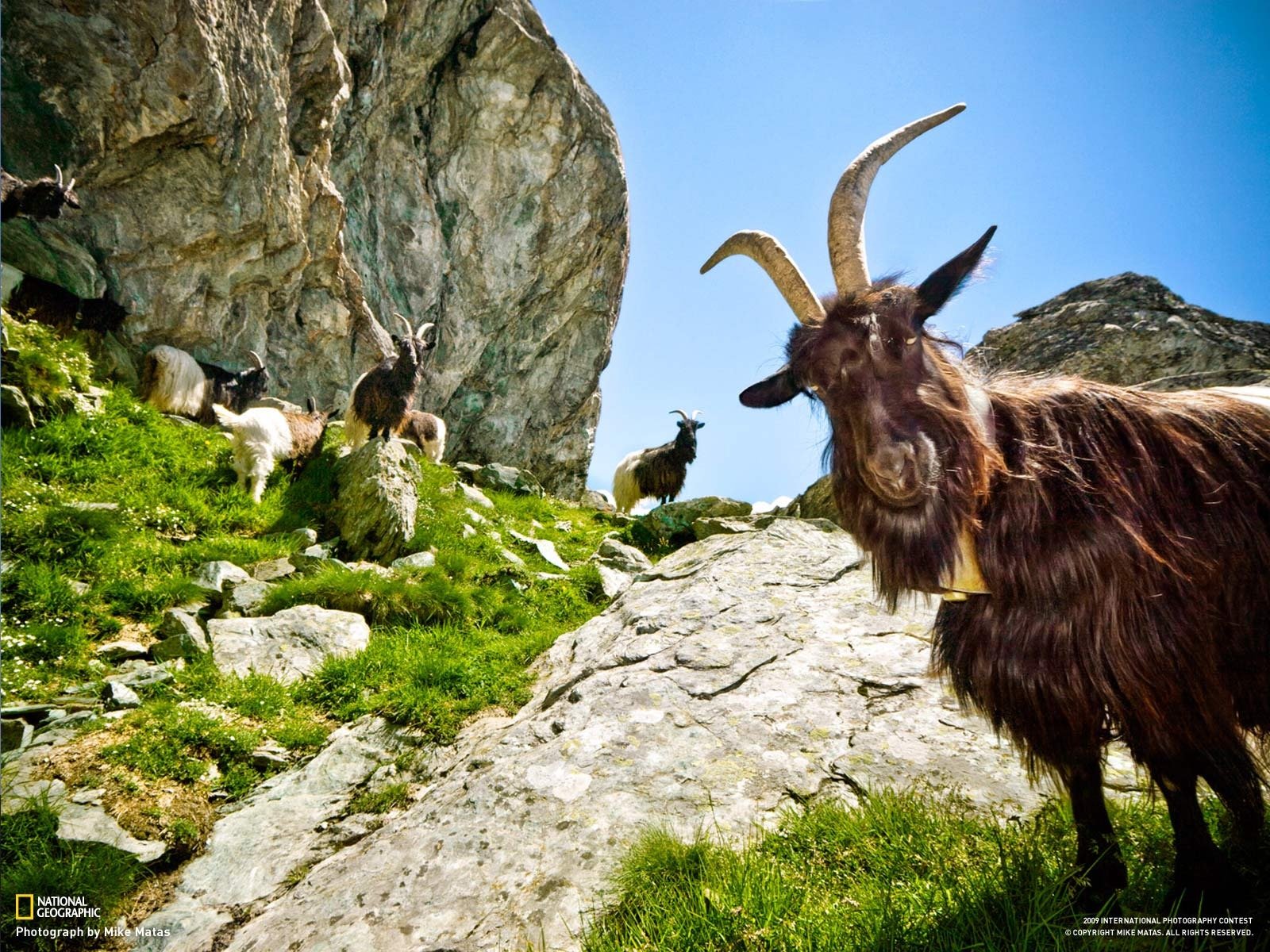 ziege berge grün