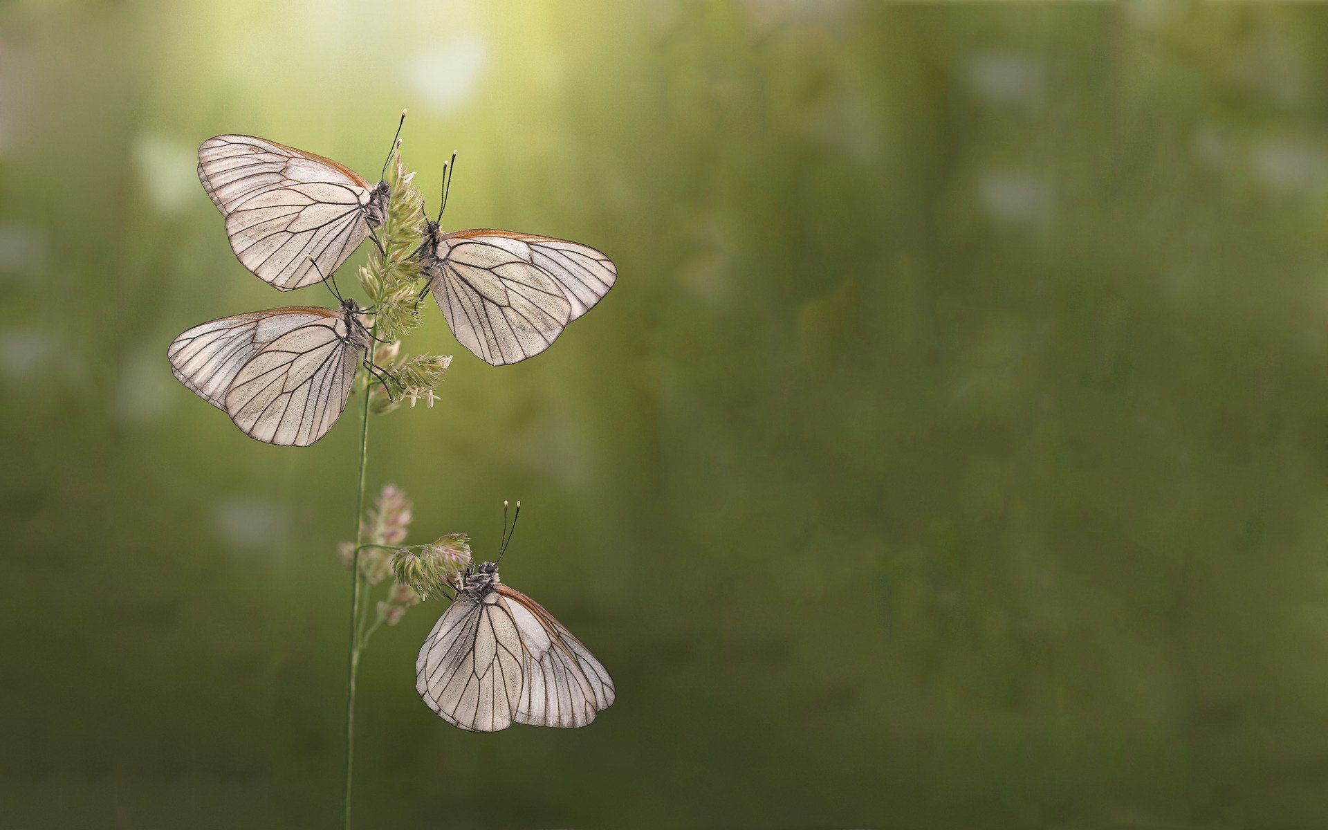 mariposas mañana verano