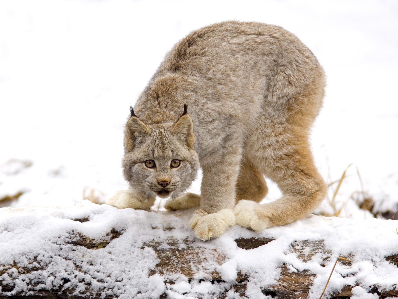 cats wild cat lynx