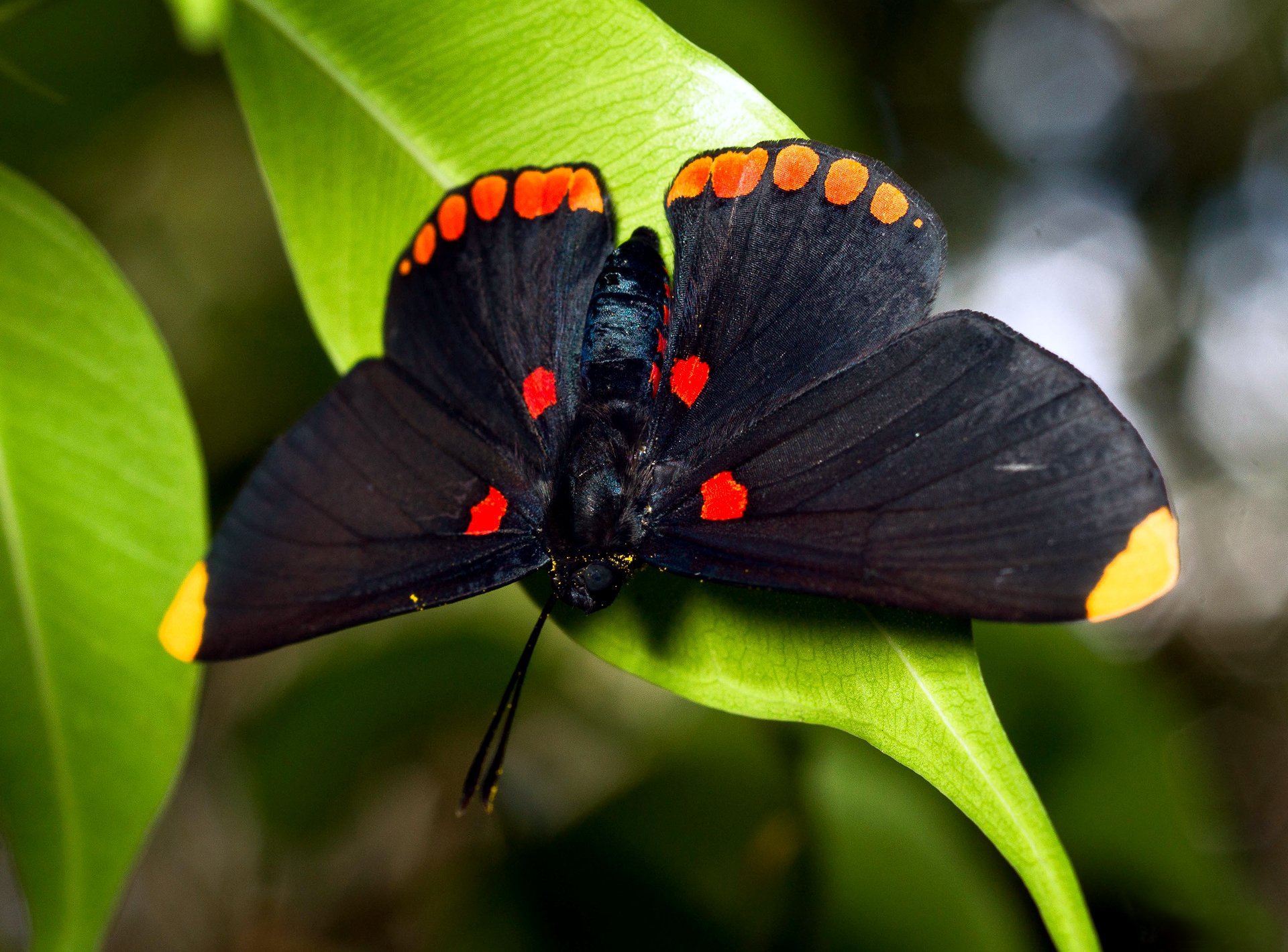 schmetterling groß laub