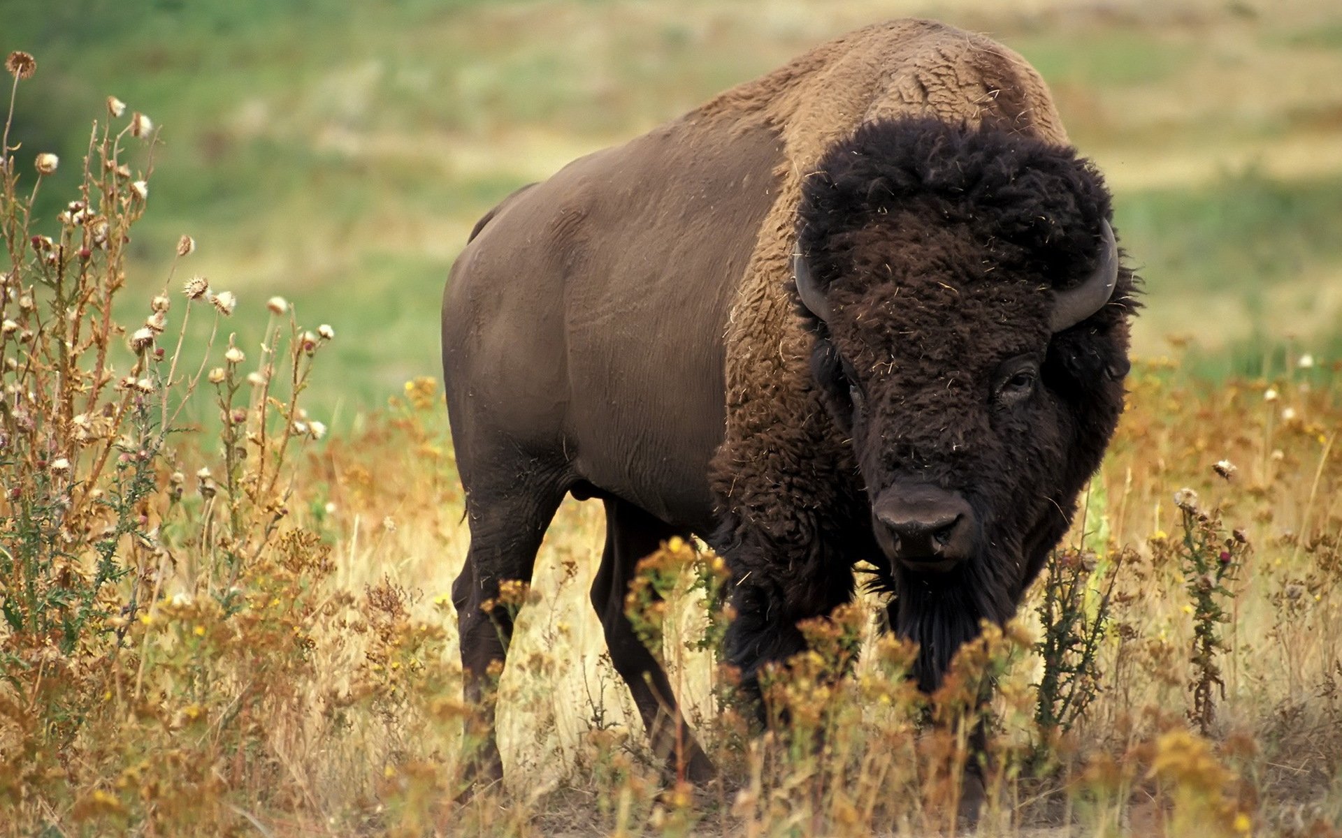 buffalo cloven-hoofed animals horn gra