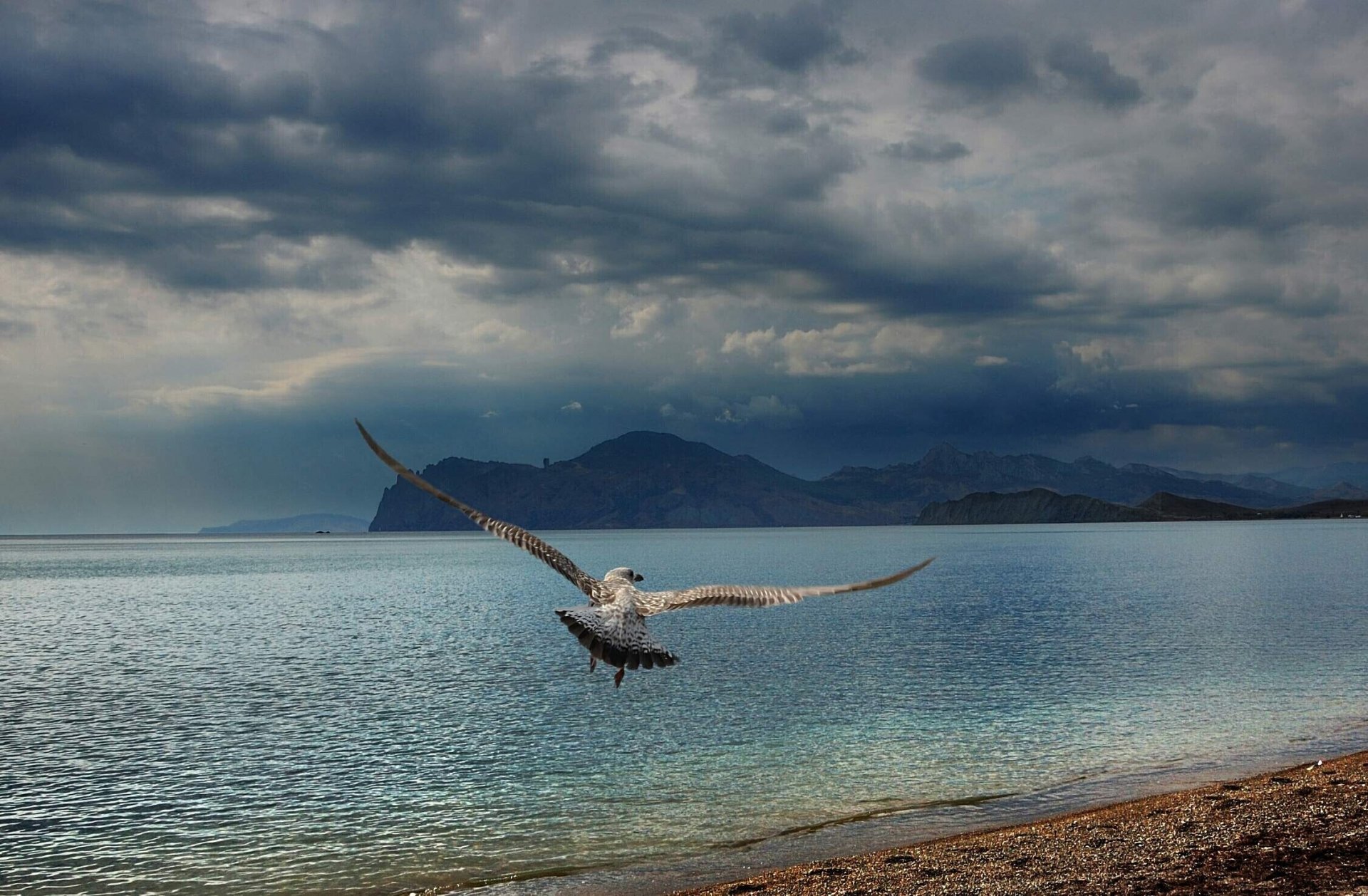 crimea negro mar gaviota playa montañas