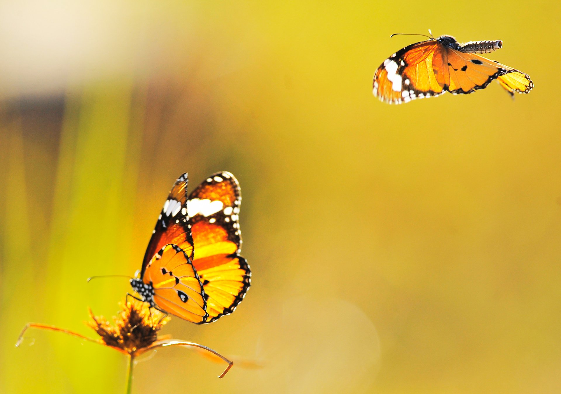 papillons fond voler