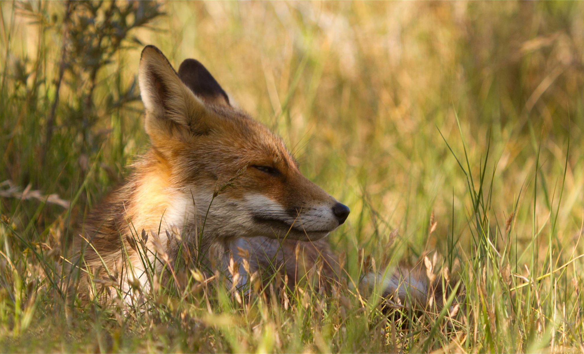 renard heureux herbe nature repos