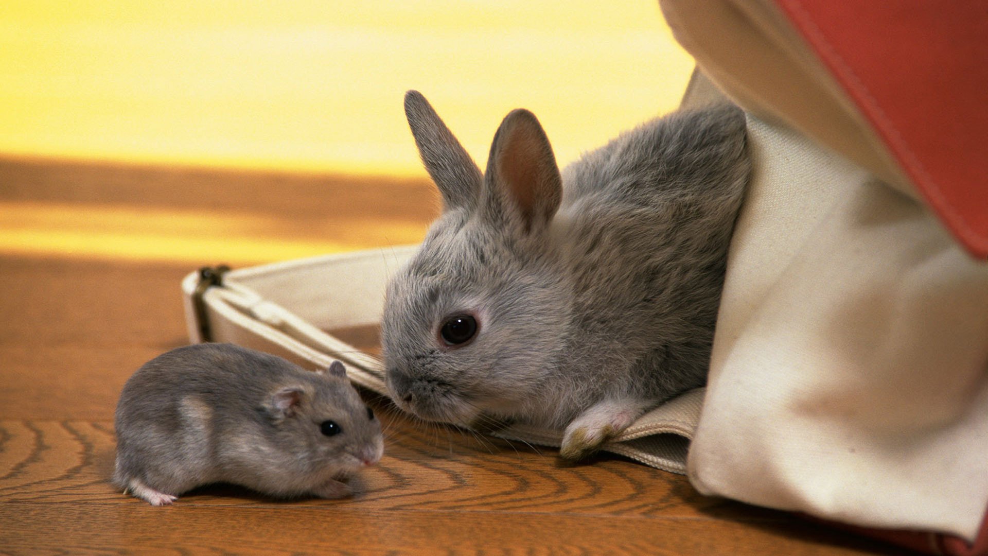 kaninchen hamster grau kinder