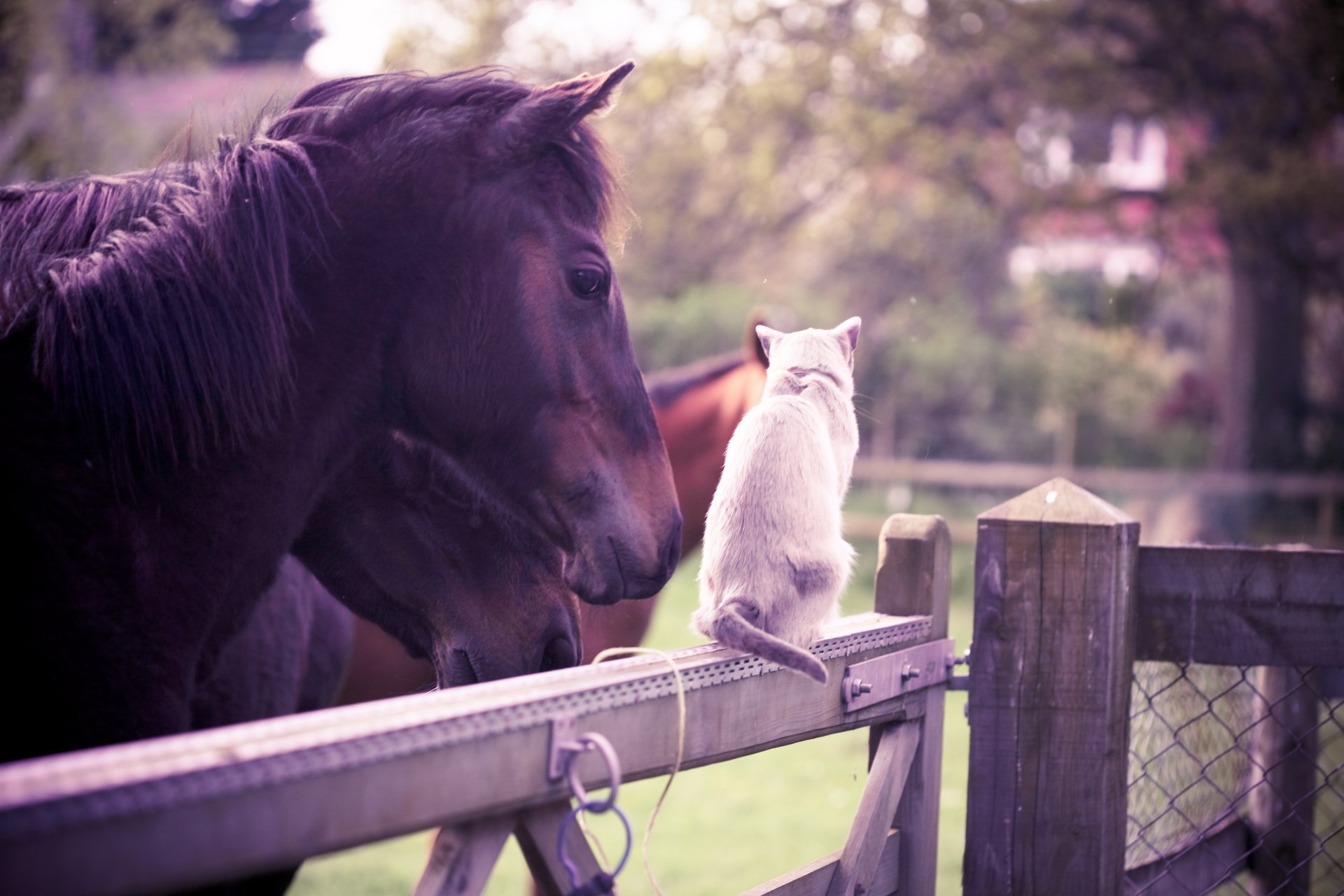 cheval chat blanc amitié clôture jardin été animaux olivia bell