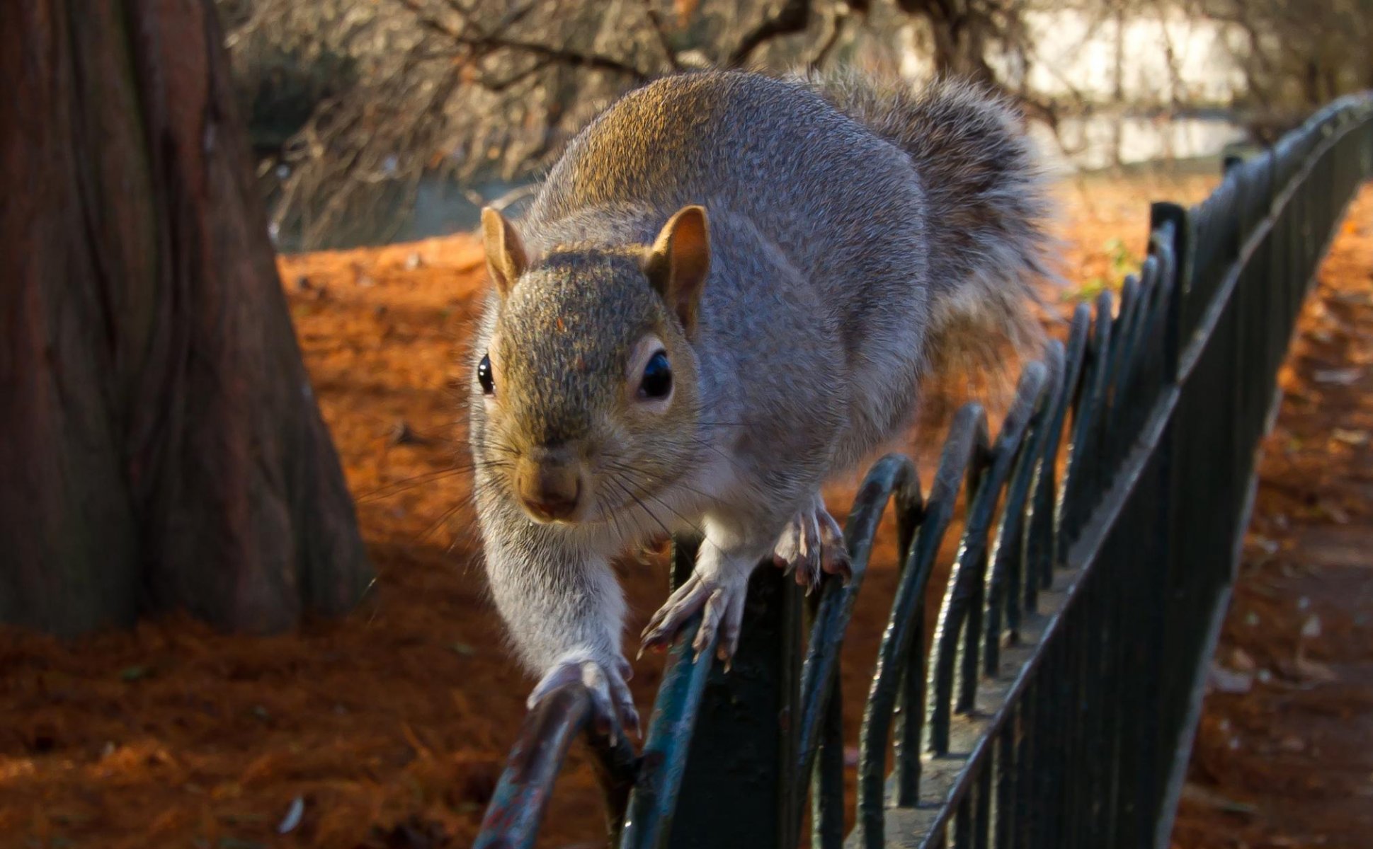 quirrel fence fence autumn