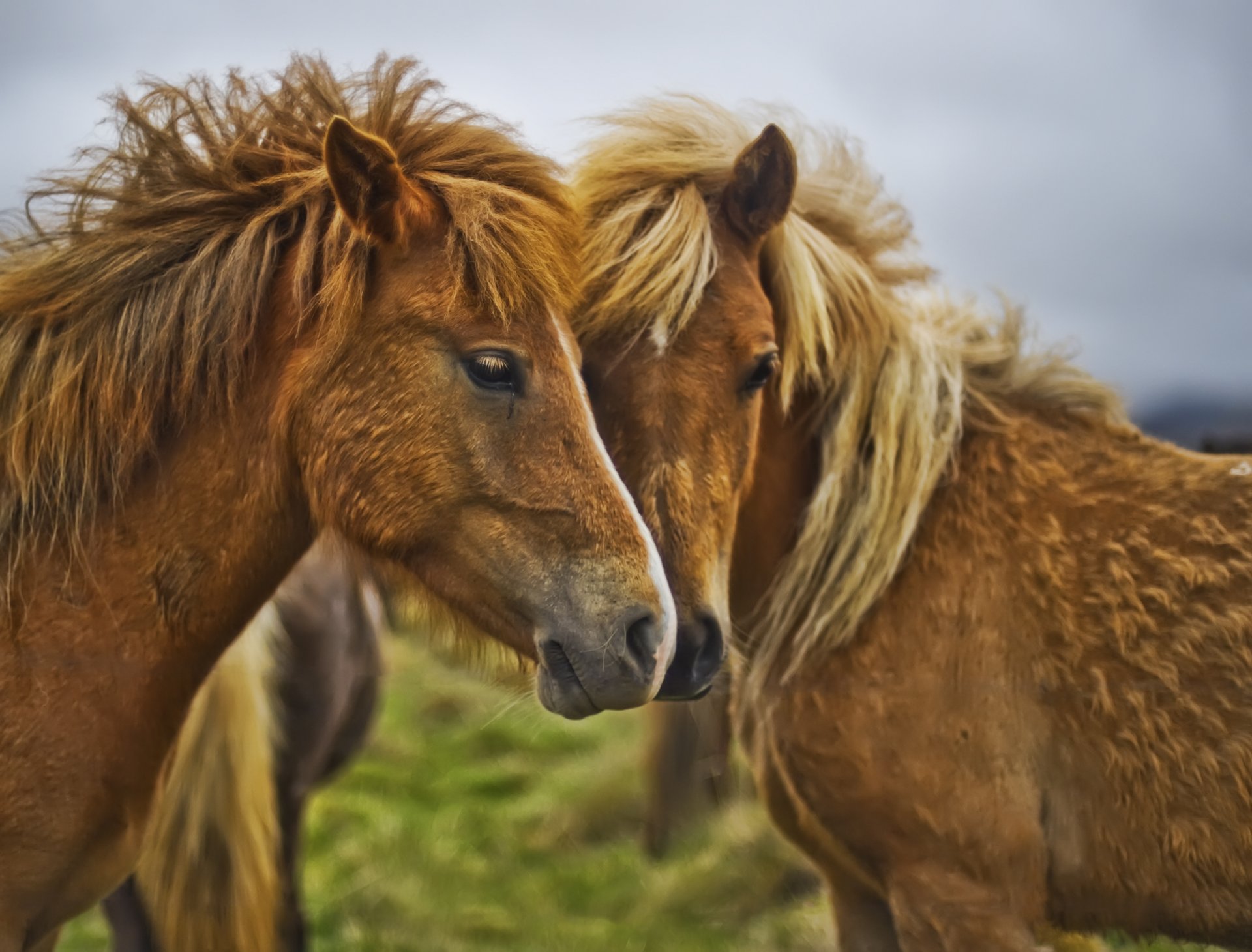 caballos intimidad melena