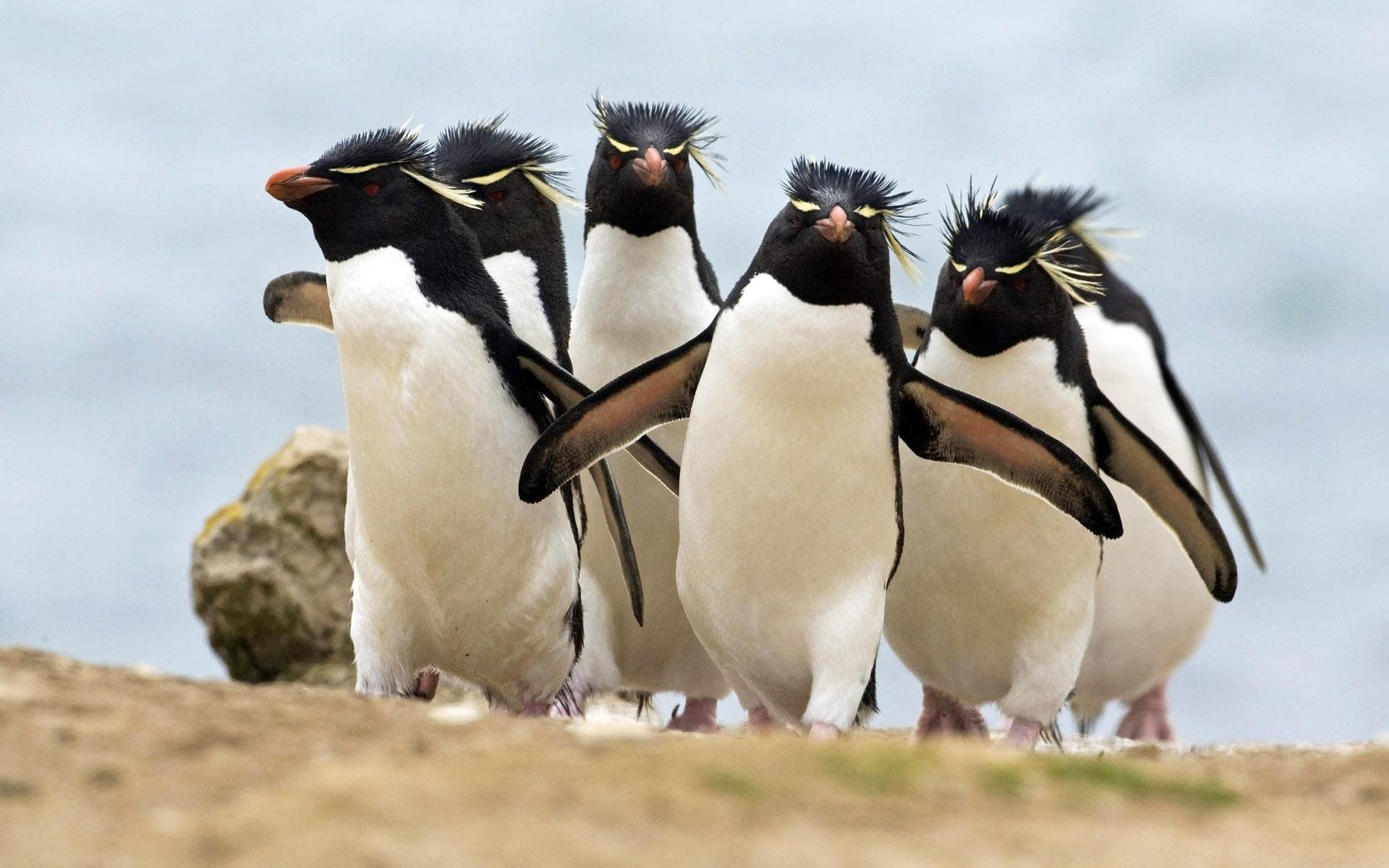 pinguine vögel crested penguins rockhopper-pinguine felsige pinguine