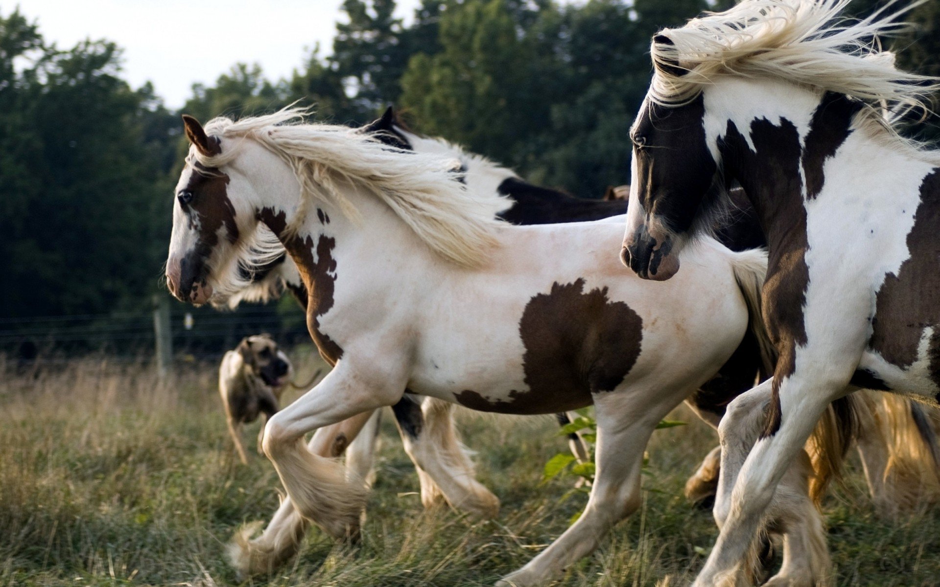 perro caballo rebaño hierba melena trenzas corral cerca pasto blanco color manchas