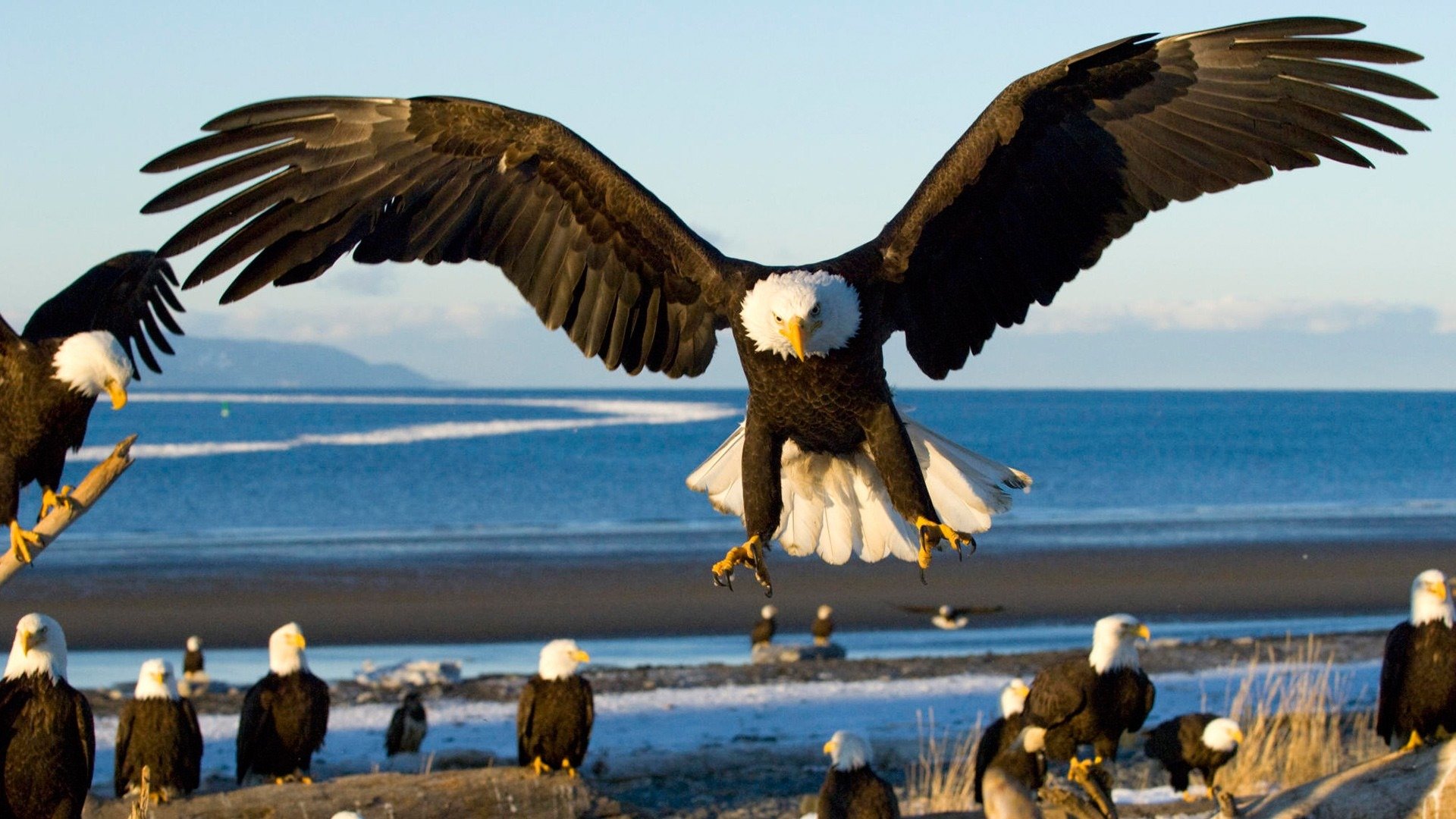 uccelli aquila mare atterraggio ali