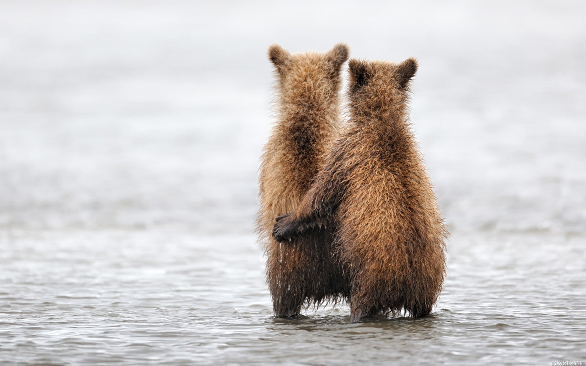 animali orsi orso abbracci