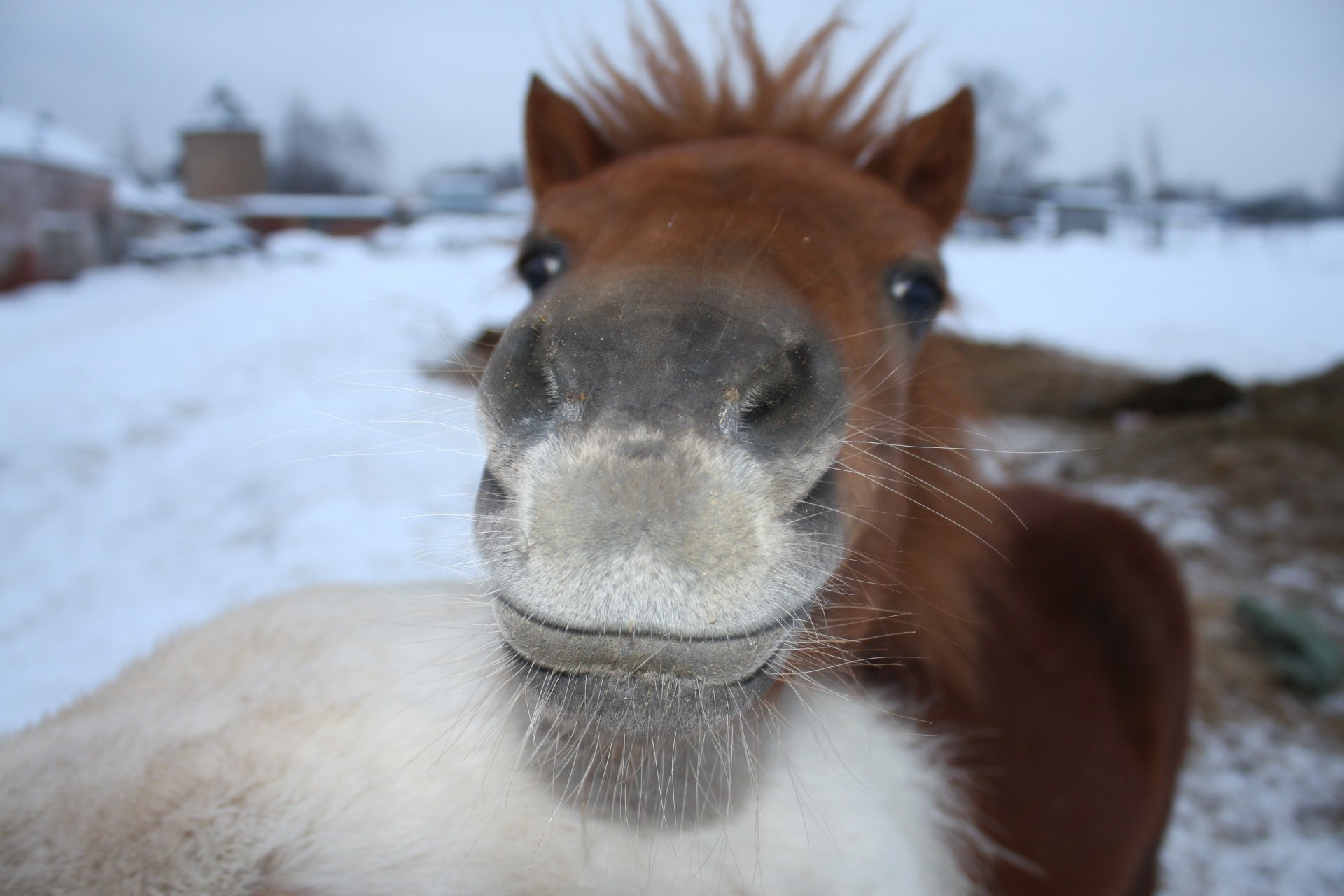 ponies red grey pretty winter bow mustache