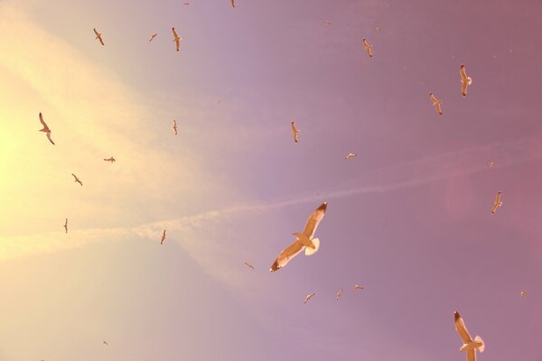 Große hundert Möwen am Himmel. Schwebende Vögel