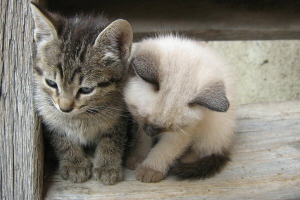 Gattino grigio e bianco sono amici