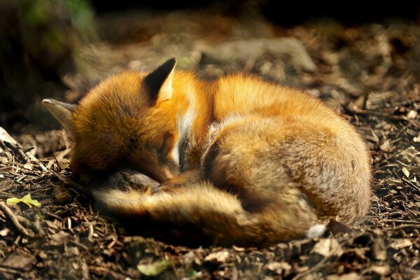 Netter Raubtierfuchs schläft, zusammengerollt mit einem Kolachik