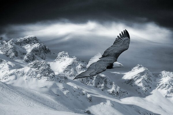 Immagine in bianco e nero di un aquila che si libra sulle montagne