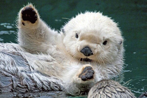 Bianco Beaver nel fiume zampe