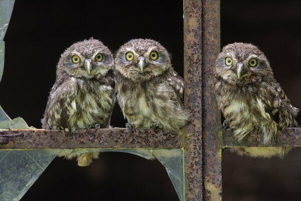 Tres búhos en una ventana con vidrio roto